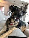 Bozz *Miracle Dog*