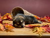 Ember *Zelda's Litter*. New name: Emma