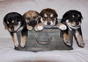 Ember *Zelda's Litter*. New name: Emma