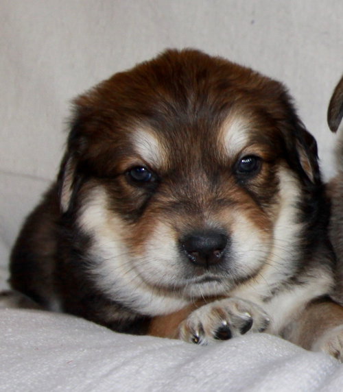 Ember *Zelda's Litter*. New name: Emma