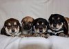 Ember *Zelda's Litter*. New name: Emma