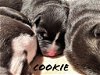 Cookie *Winter's Puppy*. New name: Jasper