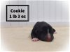 Cookie *Winter's Puppy*. New name: Jasper