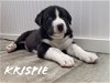 Krispie *Winter's Puppy*. New Name: Sambuca