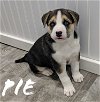 Pie *Winter's Puppy*. New name: Kodiak