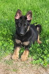 Luke (Abbott/Porter/Luke/Colton/Finn). Nka Yadi