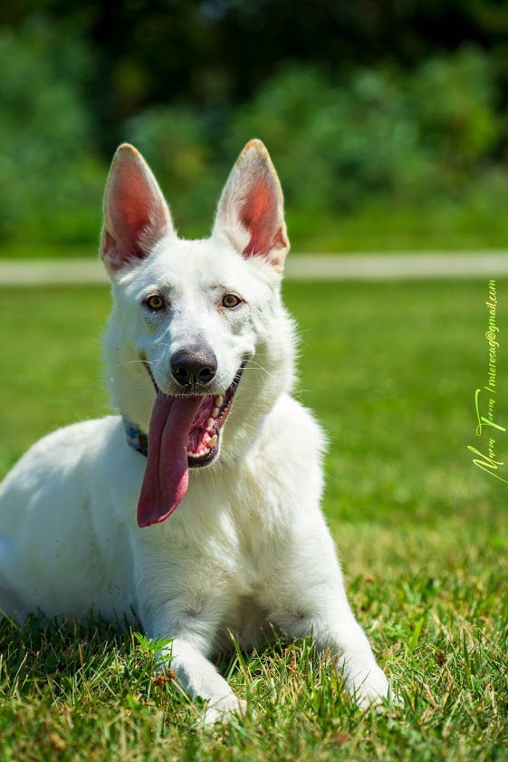 Short haired shop white german shepherd