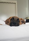 Bjorn. New name: Titan