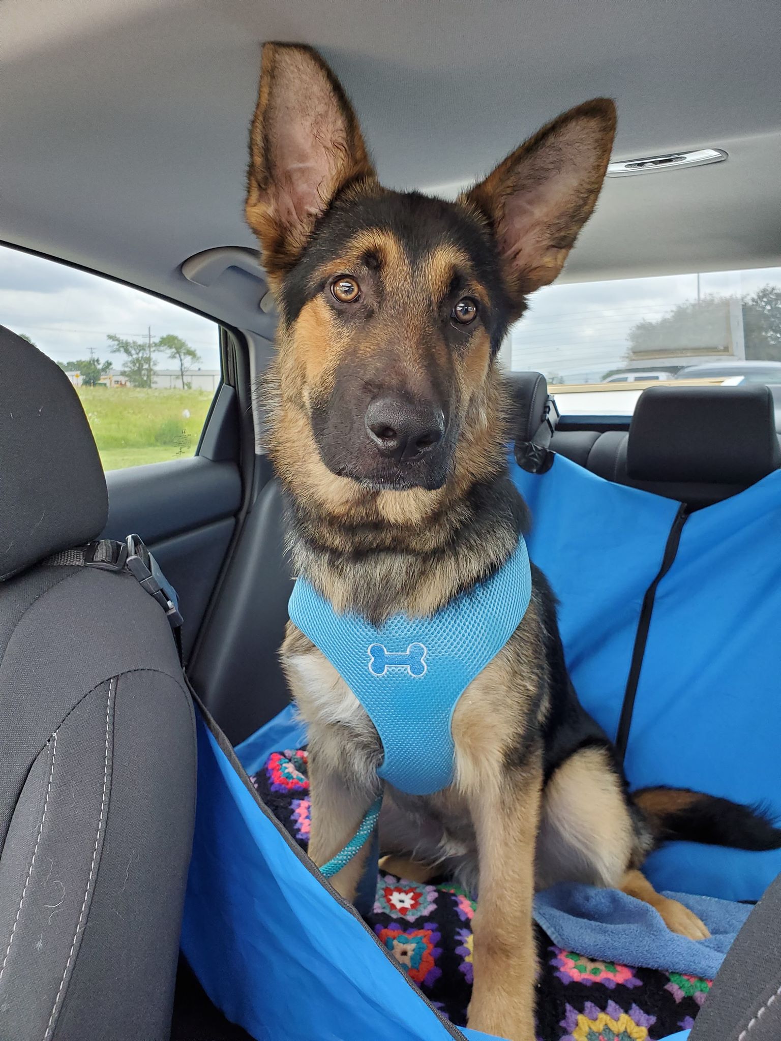 German shepherd shop seat belt