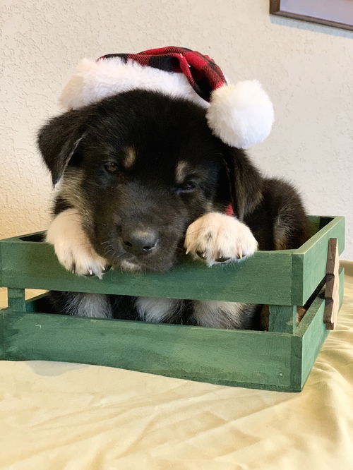 Blitzen *Holly's Litter*. New name Trooper