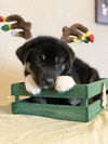 Blitzen *Holly's Litter*. New name Trooper