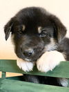 Blitzen *Holly's Litter*. New name Trooper
