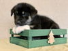 Blitzen *Holly's Litter*. New name Trooper