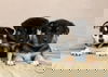 Blitzen *Holly's Litter*. New name Trooper