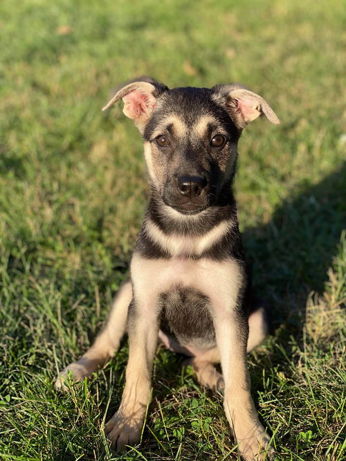 Bridget (Boilermaker Litter). New name: Charlotte