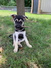 Bridget (Boilermaker Litter). New name: Charlotte