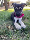 Bridget (Boilermaker Litter). New name: Charlotte