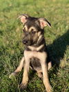Bridget (Boilermaker Litter). New name: Charlotte