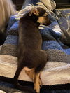 Bridget (Boilermaker Litter). New name: Charlotte