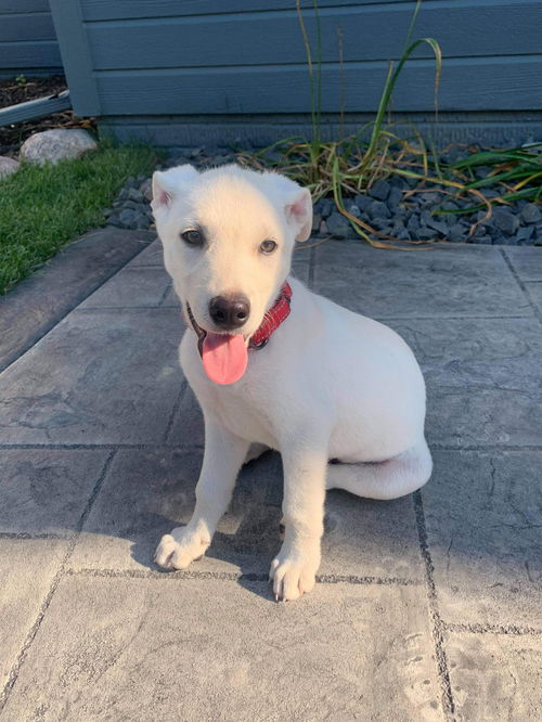 Joseph (Boilermaker Litter). Nka Polar Bear