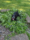 Boomer (Battlestar Galactica Litter). Nka Roo.