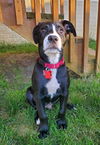 Boomer (Battlestar Galactica Litter). Nka Roo.