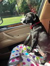 Boomer (Battlestar Galactica Litter). Nka Roo.