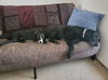 Boomer (Battlestar Galactica Litter). Nka Roo.