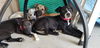 Boomer (Battlestar Galactica Litter). Nka Roo.