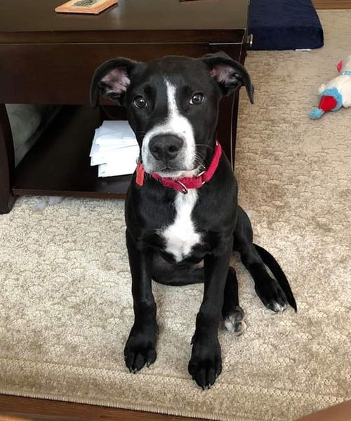 Boomer (Battlestar Galactica Litter). Nka Roo.