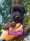 Asiago (Tia's Baby). Nka Luna