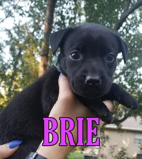 Brie (Tia's Baby)
