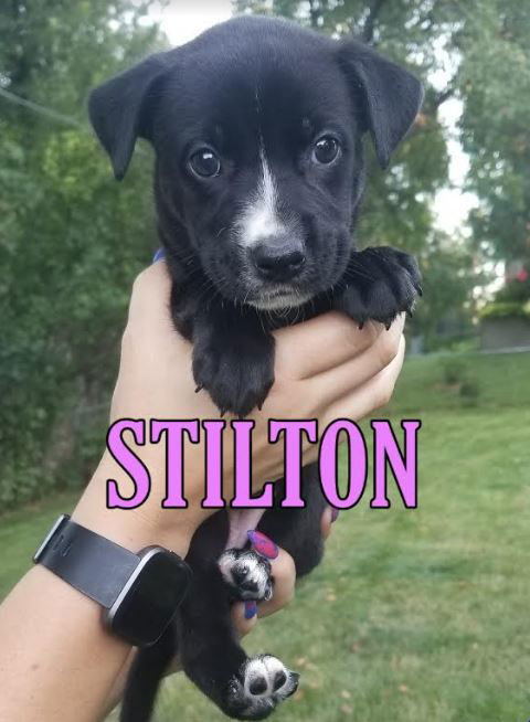 Stilton (Tia's Baby) *Nka Chase Eliza