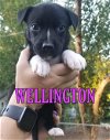 Wellington (Tia's Baby) *Nka Bootes