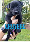 Gruyere (Tia's Baby)* Nka: Zeus