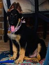 Duke *New name: Rollo
