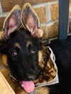 Duke *New name: Rollo