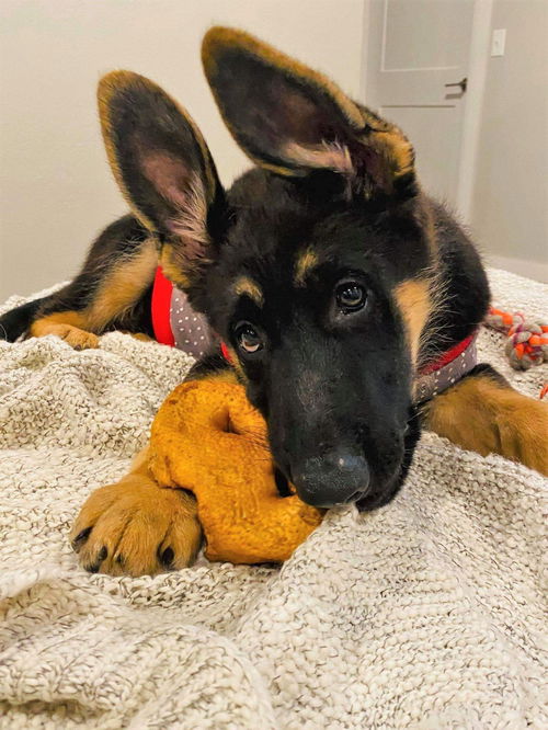 Duke *New name: Rollo