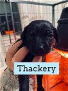 Thackery (Mary’s baby)*. Maddux