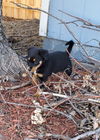 Sarah (Hell's Kitchen Litter). Nka River