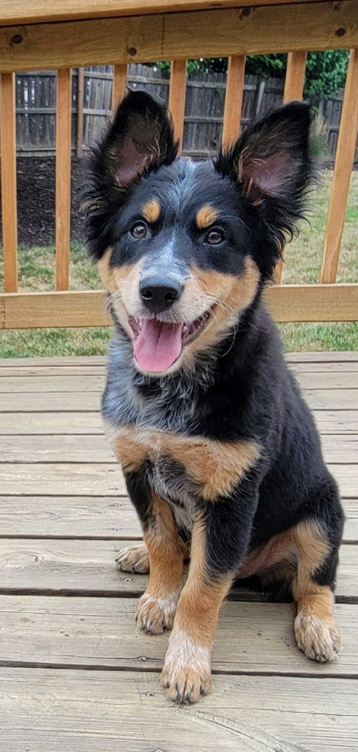 Australian shepherd best sale and rottweiler mix