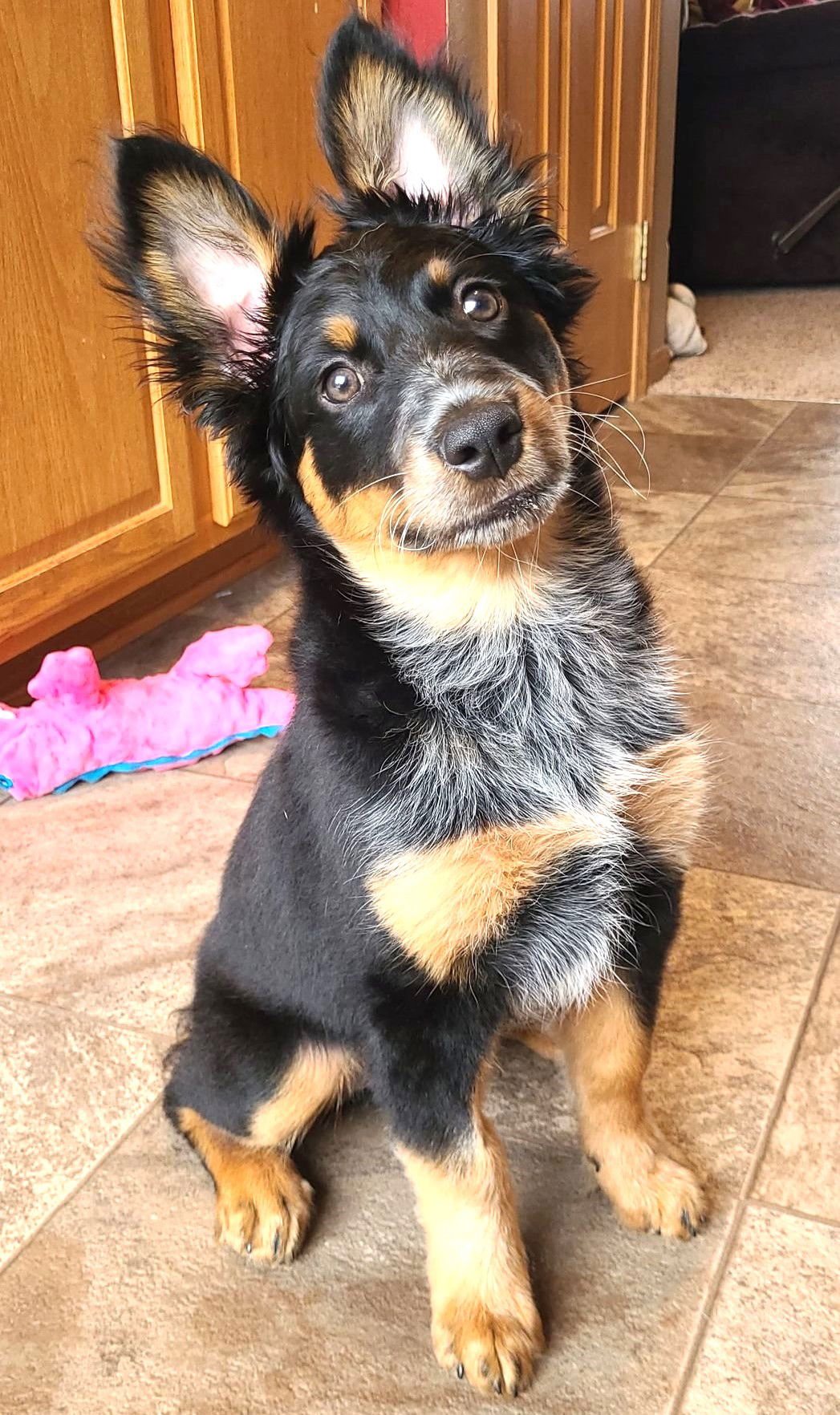 German shepherd sales cattle dog mix