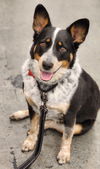 Maggie