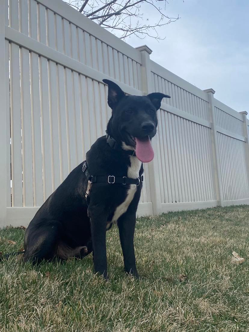 Dog for Adoption Smokey, a German Shepherd Dog in La Vista, NE
