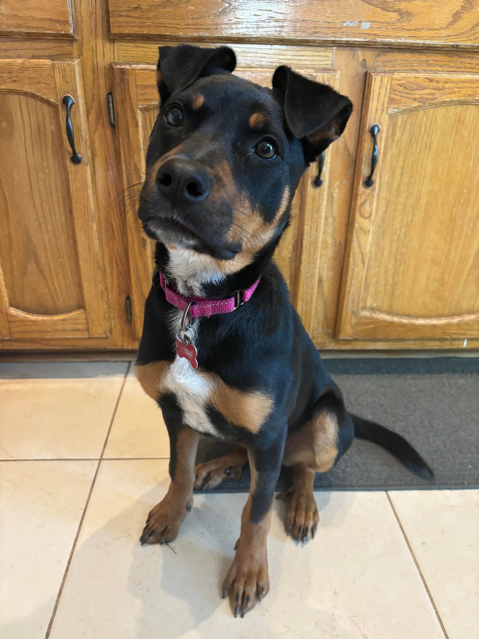 adoptable Dog in Gretna, NE named Ava