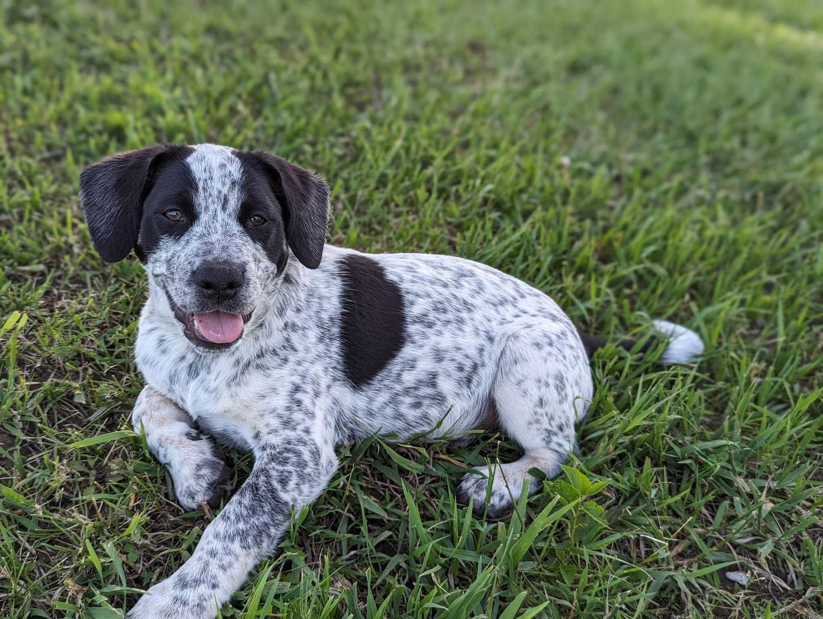 adoptable Dog in Gretna, NE named * PENDING* Colt (nka Murphy)