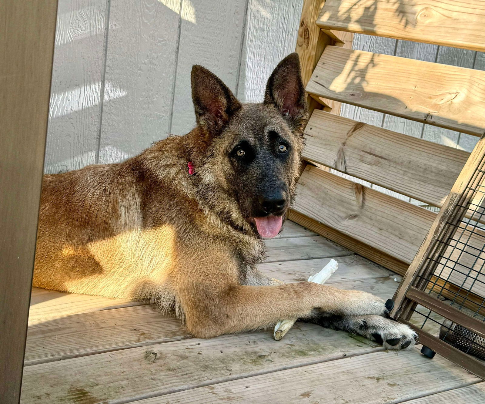 adoptable Dog in Gretna, NE named Dresden