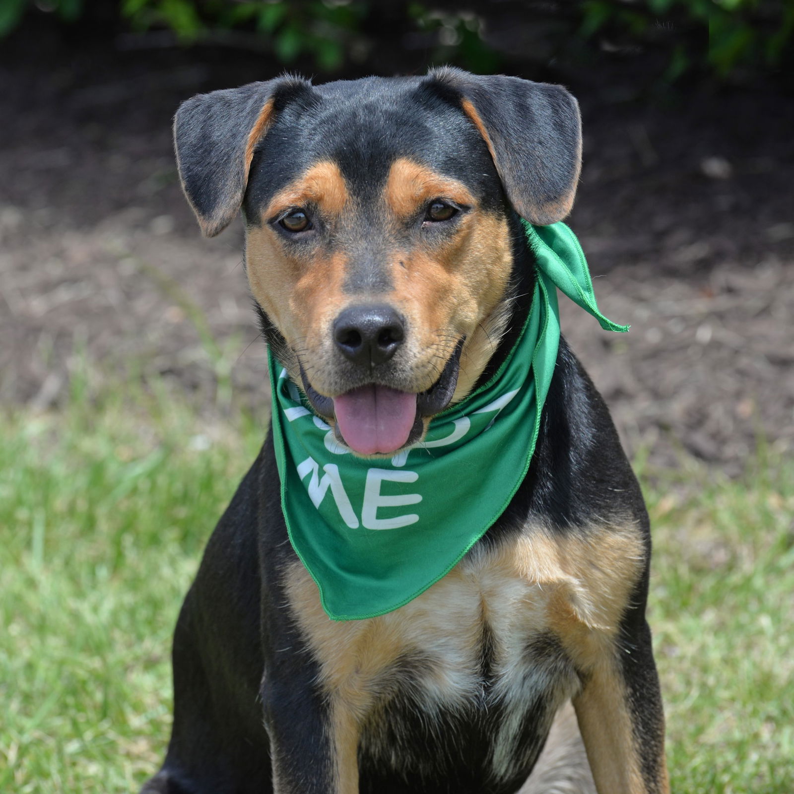 adoptable Dog in Gretna, NE named Mariah