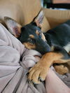 Ryka