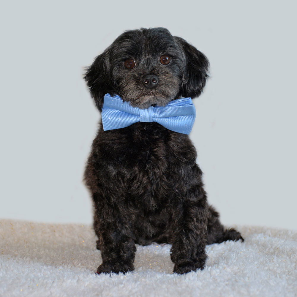 adoptable Dog in Gretna, NE named Peter Pan